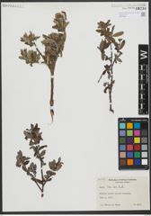 Foto von Salix uva-ursi Pursh